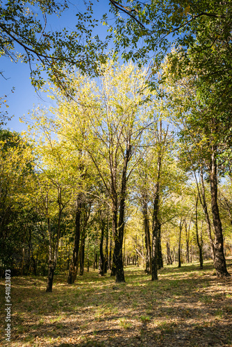 Bosque verde amarillo en día cálido y despejado de primavera. Ecología y medioambiente. Sensación de frescura. 