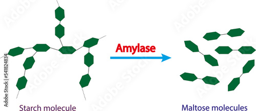 Scientific concept of starch digestion. Effect of amylase enzyme on starch molecule. Maltose sugar formation. Vector illustration photo