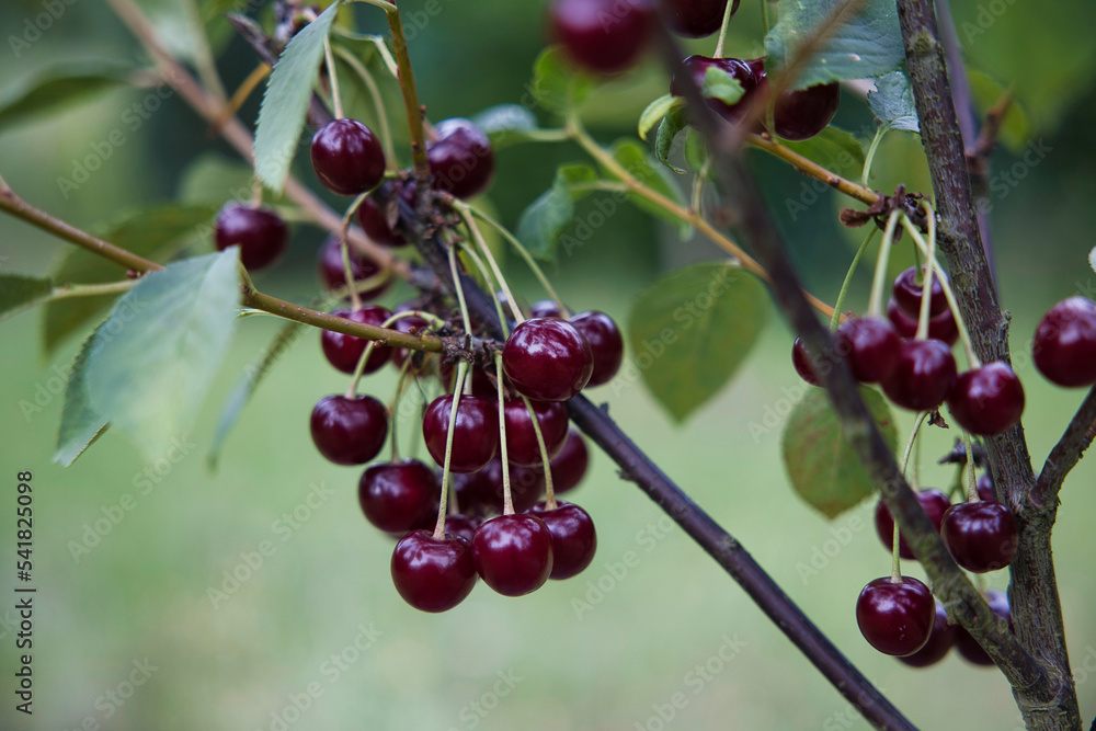 Wiśnia StockFoto Adobe Stock