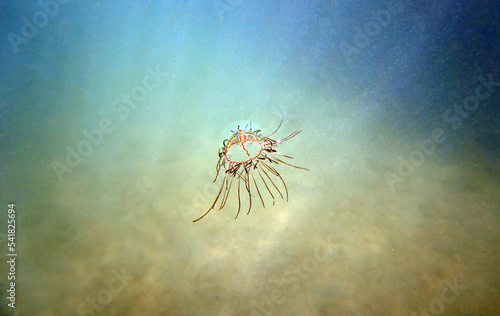 Underwater photo of Cigar jellyfish - olindias phosphorica                                photo