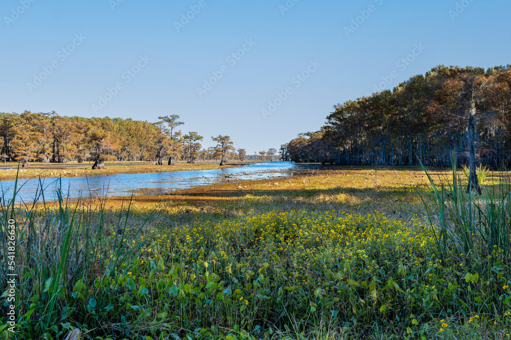 Goose Prairie, Caddo Lake, TX Stock Photo Adobe Stock