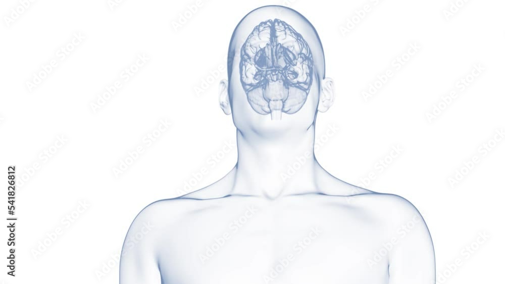 3d rendered medical animation of a human brain Stock Video | Adobe Stock