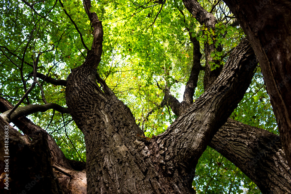 Bottom-up view of a powerful trunk and branches of an old oak Bottom-up view of a powerful trunk and branches of an old oak