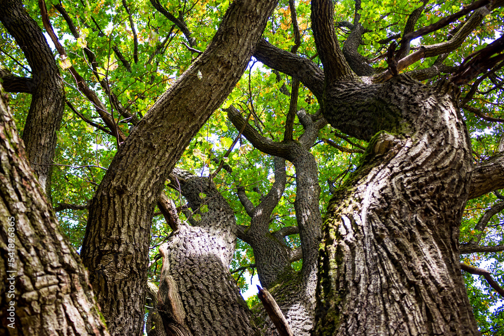 Bottom-up view of a powerful trunk and branches of an old oak