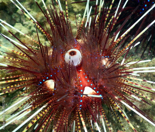 Costa Rica Pacific Sea life photo