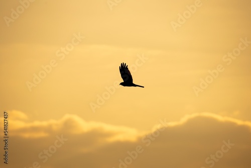silhouette of a flying bird of prey