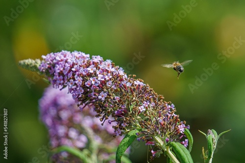 Stop motion of a bee moving around an Empire Blue flower on a green background