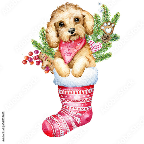 Christmas dog, Christmas illustration, cute puppy, poodle