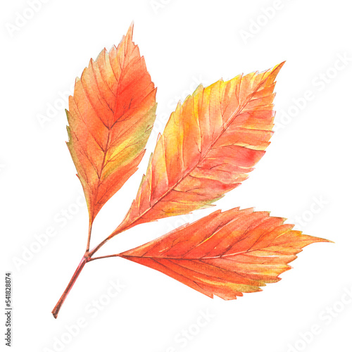 Watercolor illustration of orange leaves isolated on white. Autumn botanical art.