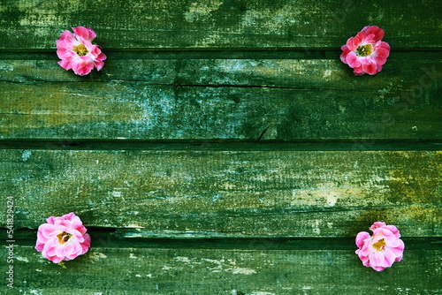 Buds of spray pink terry roses on a wooden background. Four beautiful roses are laid out on the table in the corners. Copy space. Free space for text. Postcard, layout on the surface. Green tone. photo