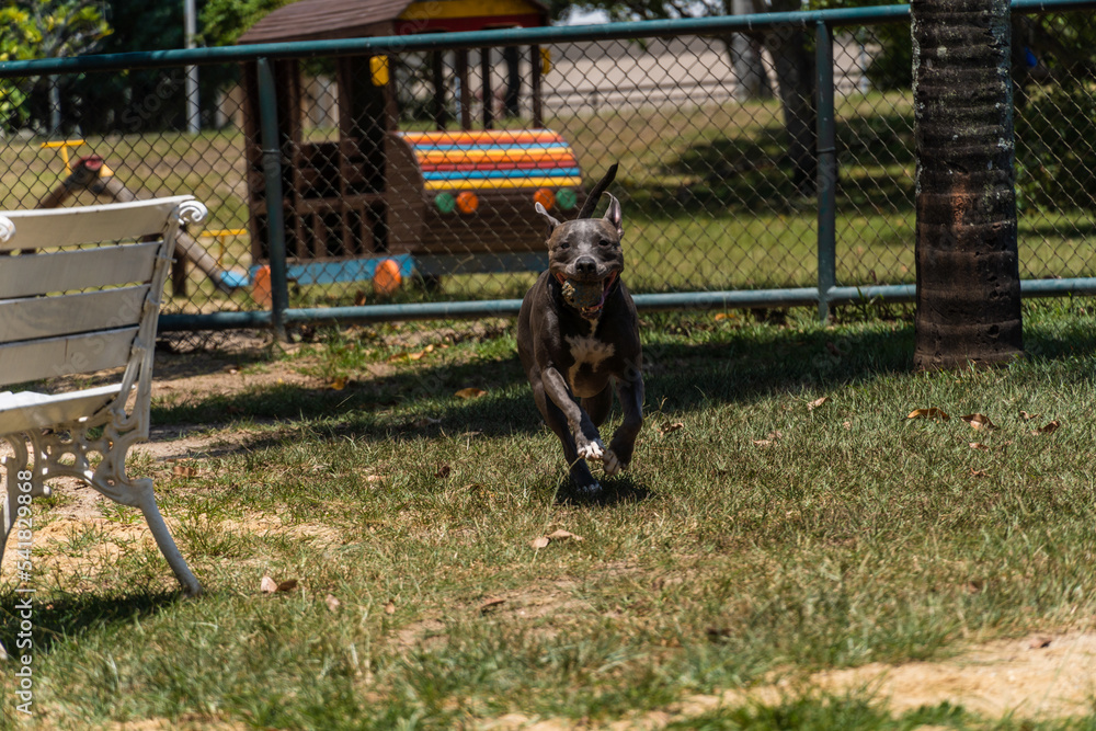 Blue nose Pit bull dog playing and having fun in the park. Selective focus. Sunny day.