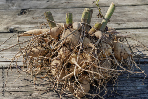 Large clump of dahlia tubers laying on a wood table. Roots are still visible. photo