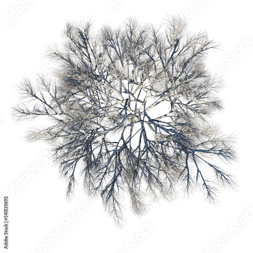 Top view of Plant (Snowy Tree Winter 11) Tree png