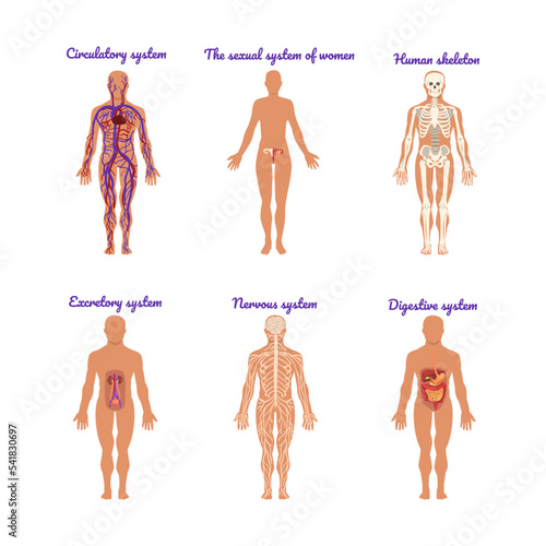 Main Human Body Systems with Circulatory, Sexual, Human Skeleton, Excretory, Nervous and Digestive Vector Set