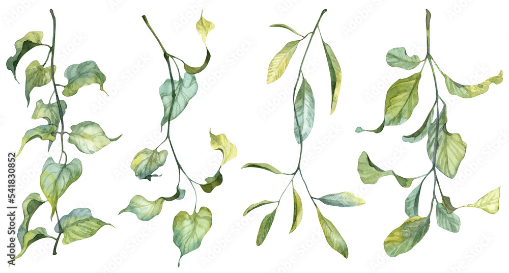 Detailed realistic green leaves on twigs isolated on white background. Watercolor hand painted botany. Green stem set