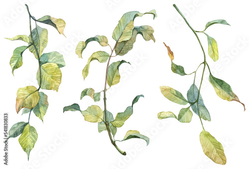 Detailed realistic green leaves on twigs isolated on white background. Watercolor hand painted botany. Green stem set