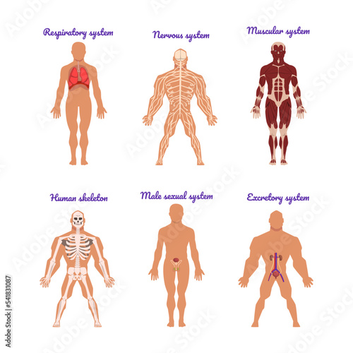 Main Human Body Systems with Respiratory, Nervous, Muscular, Human Skeleton, Sexual and Excretory Vector Set