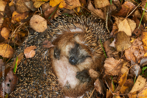Hedgehog (Scientific name: Erinaceus Europaeus) wild, native, European hedgehog hibernating in natural woodland habitat. Curled into a ball in fallen Autumn leaves. Winter sleeping - hibernation  photo