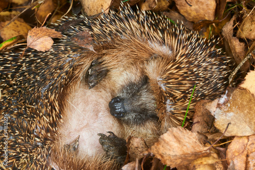 Картината върху платно Hedgehog (Scientific name: Erinaceus Europaeus) wild, native, European hedgehog hibernating in natural woodland habitat