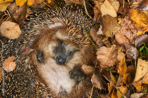 Hedgehog (Scientific name: Erinaceus Europaeus) wild, native, European hedgehog hibernating in natural woodland habitat. Curled into a ball in fallen Autumn leaves. Winter sleeping - hibernation 