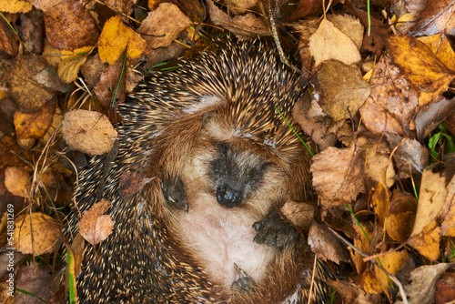 Hedgehog (Scientific name: Erinaceus Europaeus) wild, native, European hedgehog hibernating in natural woodland habitat. Curled into a ball in fallen Autumn leaves. Winter sleeping - hibernation  photo