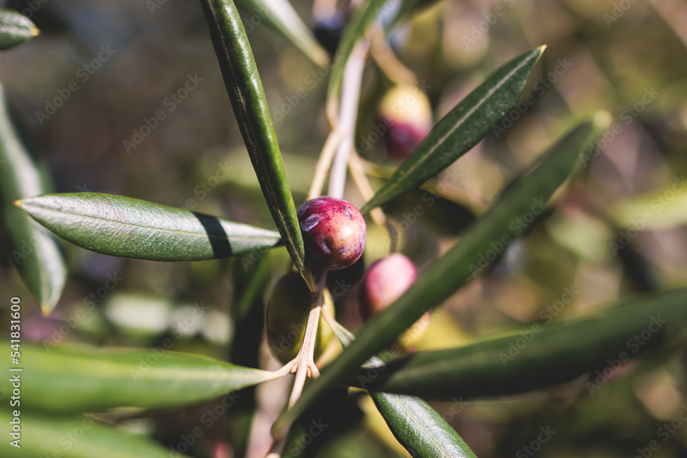 Olives growing on olive tree grove, close up macro view, branch of ripe dark and green olives