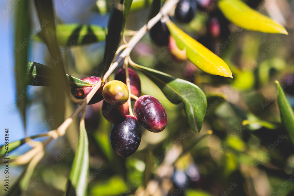 Olives growing on olive tree grove, close up macro view, branch of ripe dark and green olives