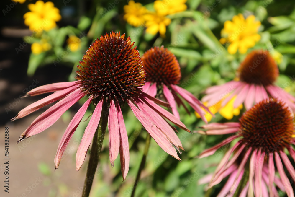 Echinacea purpurea (eastern purple coneflower, purple coneflower, hedgehog coneflower) flowers. Echinacea purpurea pink coneflower flowers in bloom. Echinacea purpurea (eastern purple coneflower, purple coneflower, hedgehog coneflower) flowers. Echinacea purpurea pink coneflower flowers in bloom.