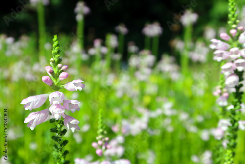 Wallpaper Mural Physostegia virginiana, the obedient plant, obedience or false dragonhead Torontodigital.ca
