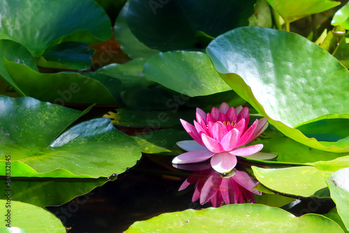 Принти на полотні Nymphaea also known as the European water lily, water rose or nenuphar