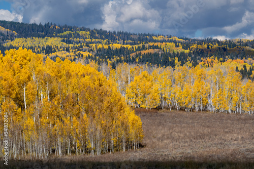 Fall Aspen Forest, Colorado