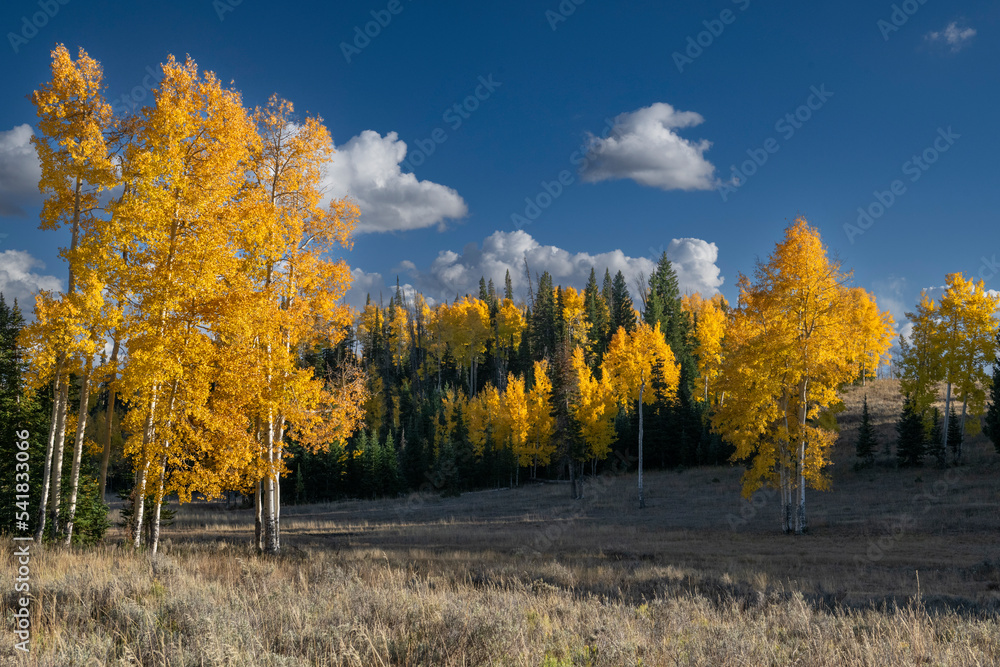 Fall Aspens and Pines, Colorado