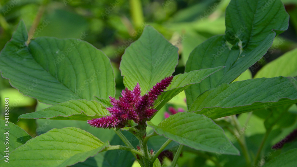 Celosia argentea, commonly known as the plumed cockscomb or silver cock's comb Celosia argentea, commonly known as the plumed cockscomb or silver cock's comb