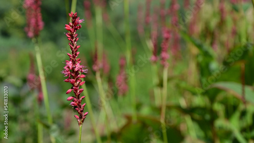 Bistorta amplexicaulis (synonym Persicaria amplexicaulis), the red bistort or mountain fleece. Closeup, selective focus photo