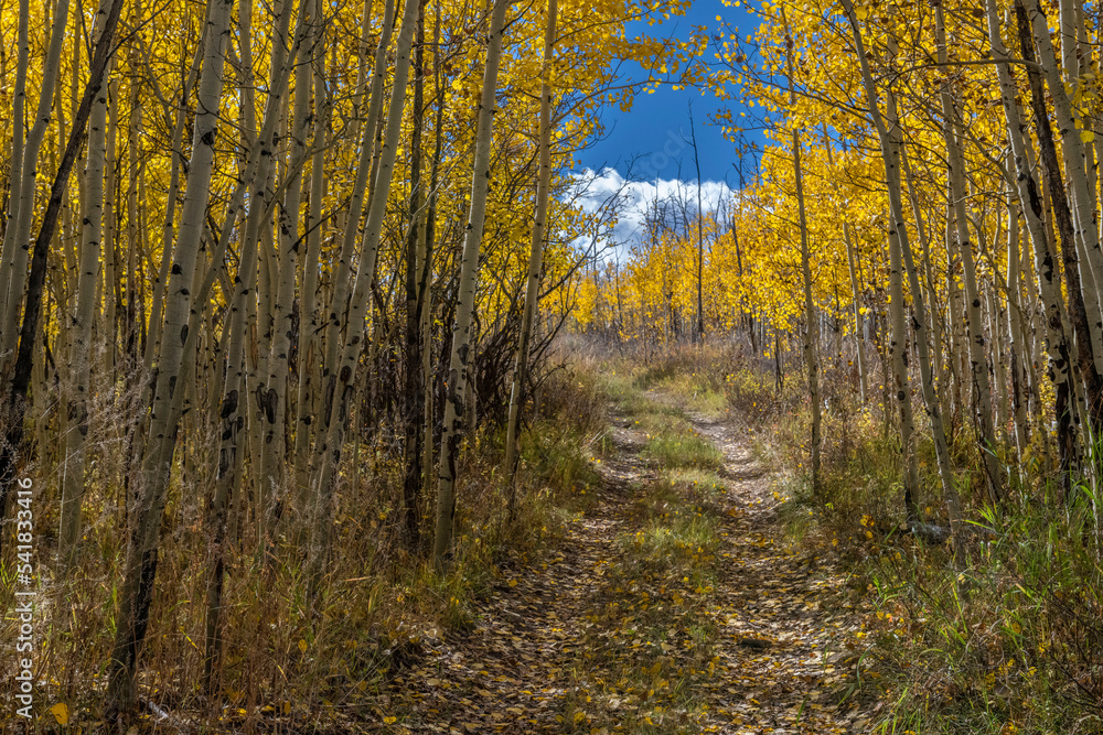 Fototapeta premium Rural Road and Aspens, Colorado