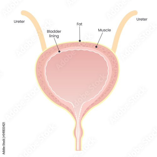 Female Bladder vector illustration graphic