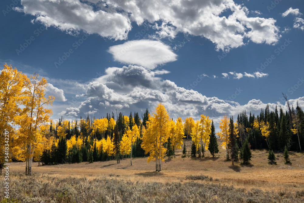Fototapeta premium Fall Aspen and Clouds, Rocky Mountains