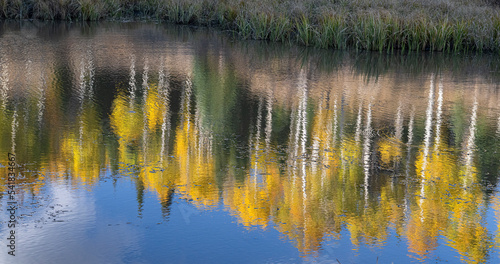 Fall Color Reflection with Aspens  Rocky Mountains