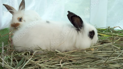 Two fluffy baby rabbit bunny sitting together on dry grass. Healthy lovely furry rabbit white brown black eating dry grass and playful on grass with curtain. Family easter bunny concept.
