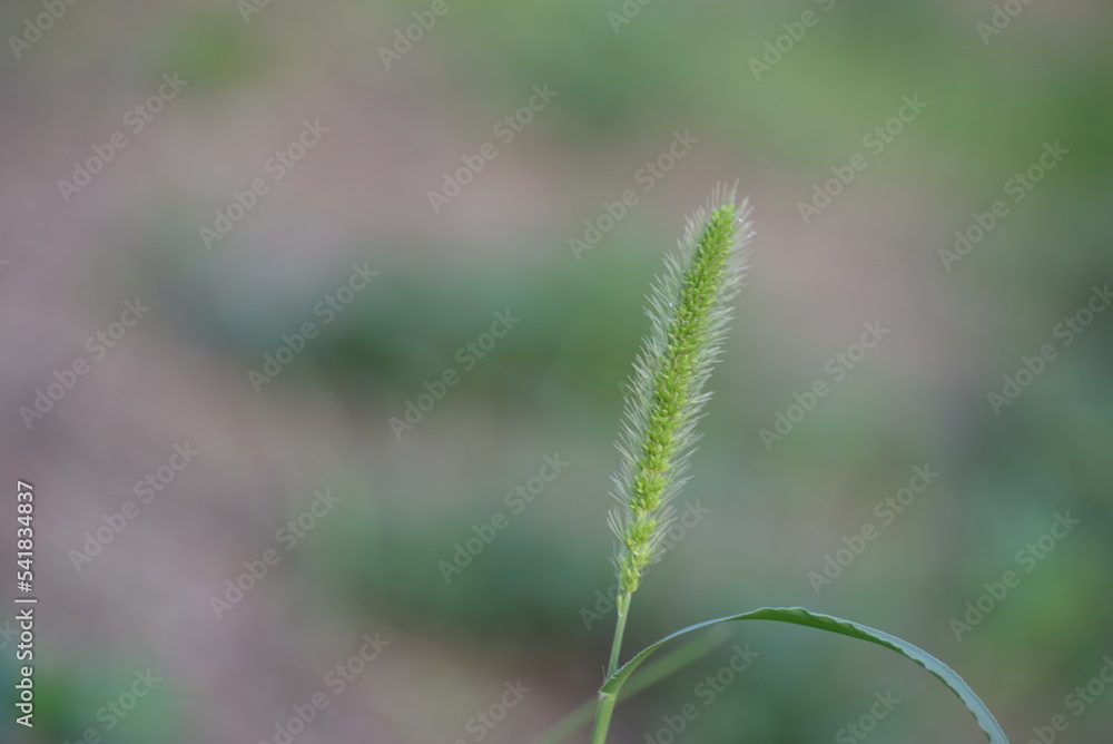 wild green spikelet background close-up on a green blurred background, grass summer juicy environmentally sustainable development
wild green spikelet background close-up on a green blurred background, grass summer juicy environmentally sustainable development