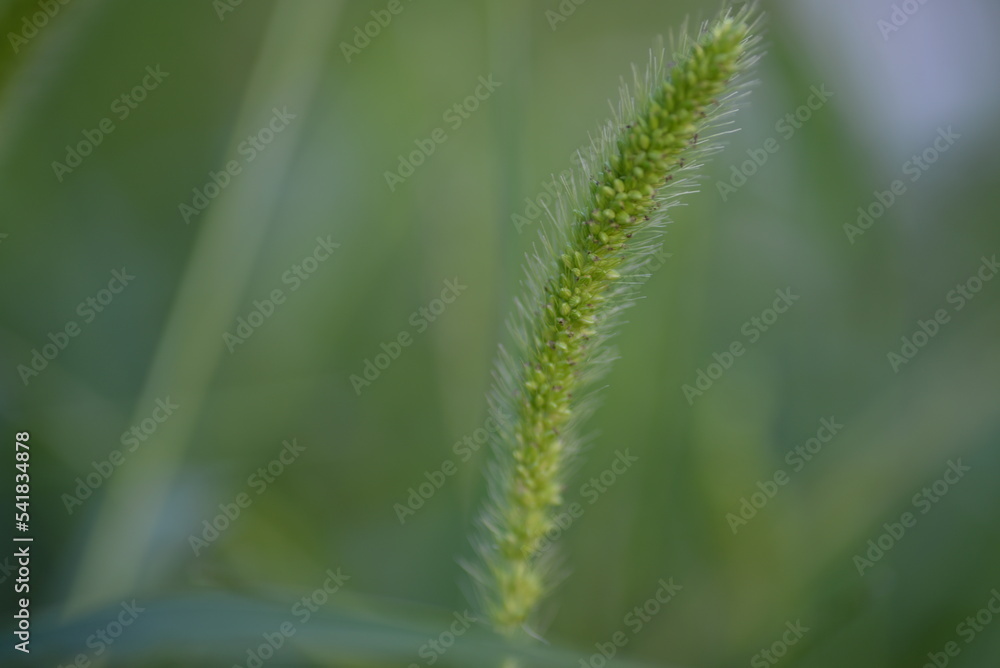 wild green spikelet background close-up on a green blurred background, grass summer juicy environmentally sustainable development
wild green spikelet background close-up on a green blurred background, grass summer juicy environmentally sustainable development