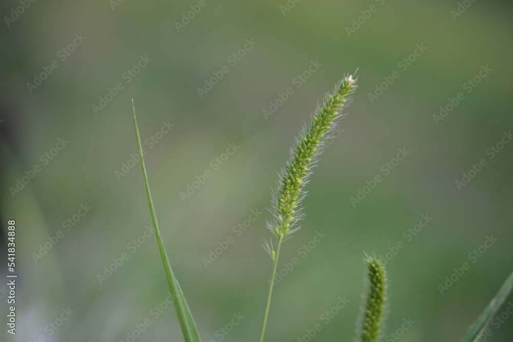 
wild green spikelet background close-up on a green blurred background, grass summer juicy environmentally sustainable development
