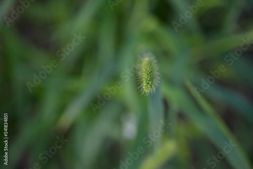  wild green spikelet background close-up on a green blurred background, grass summer juicy environmentally sustainable development