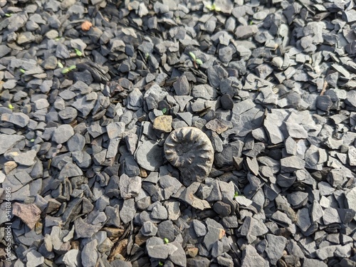 Weathered out ammonite Beaniceras on mudstone in a Lower Jurassic (Lower Pliensbachian, about 185 million years old) in a clay pit in Westphalia (Germany). photo