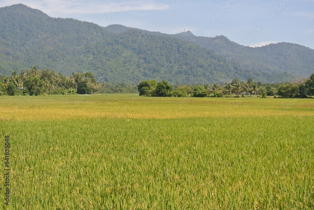 Rice field of paddy field in Malaysia. Paddy is yellowish and ready to be harvested by farmers.
