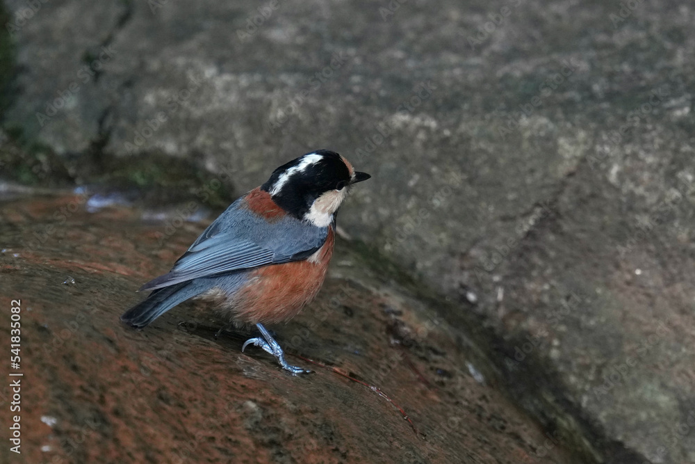 varied tit is bathing Stock Photo Adobe Stock