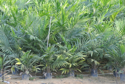 MALACCA, MALAYSIA -JANUARY 20, 2016: Seedlings of palm oil planted in the plastic bag before transfer it to the palm oil farm. 