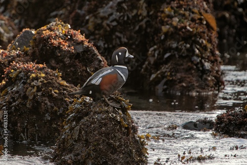 Shot of brown and colorful harlequin ducks looking aside on the cliff on water photo