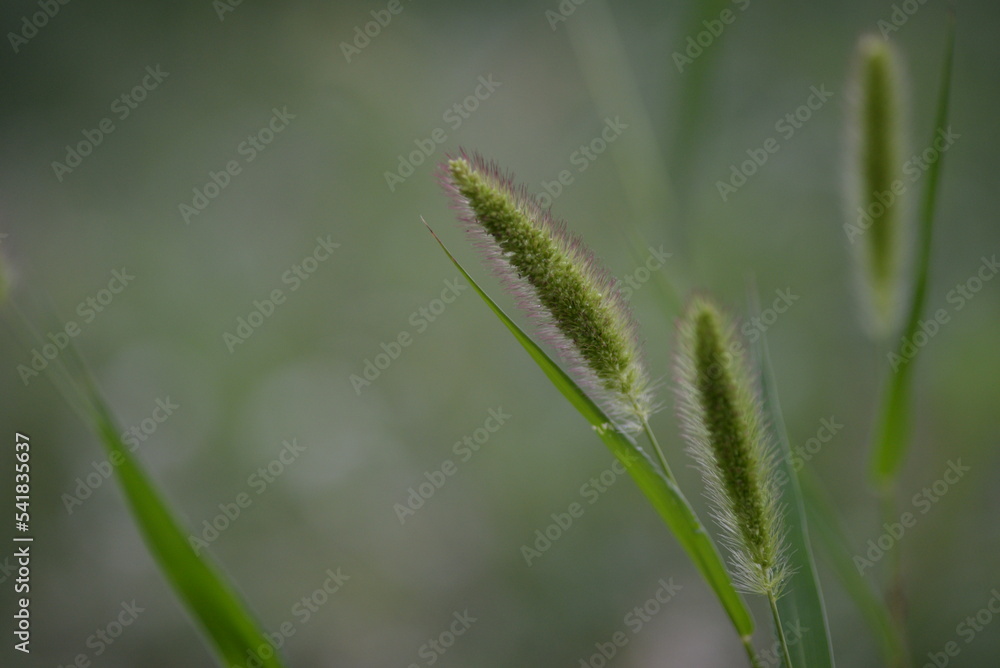 wild green spikelet background close-up on a green blurred background, grass summer juicy environmentally sustainable development
wild green spikelet background close-up on a green blurred background, grass summer juicy environmentally sustainable development