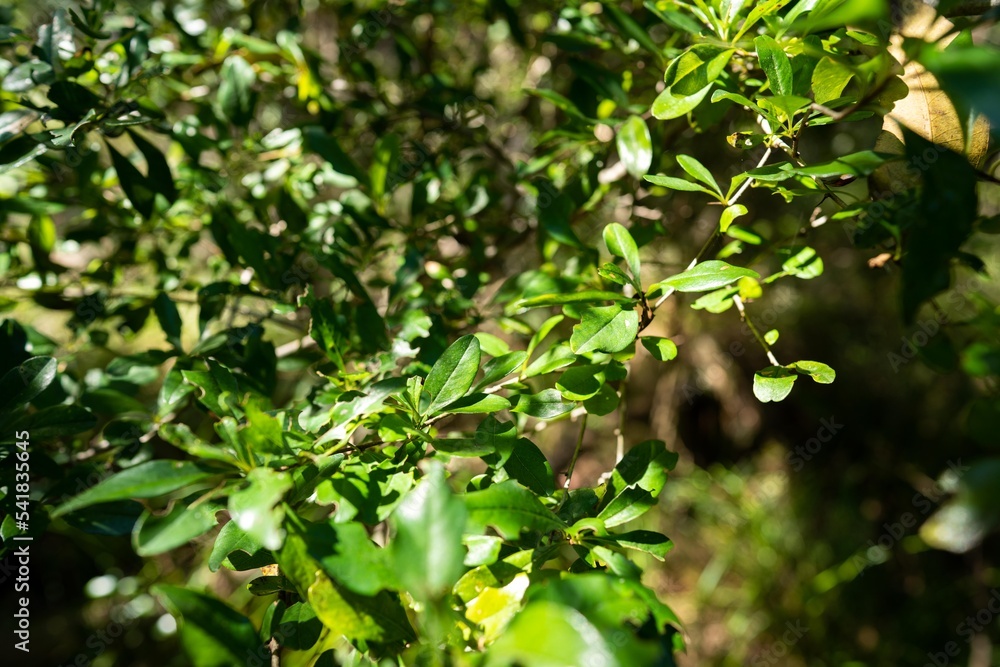 tropical plants growing in the wild and national park in queensland